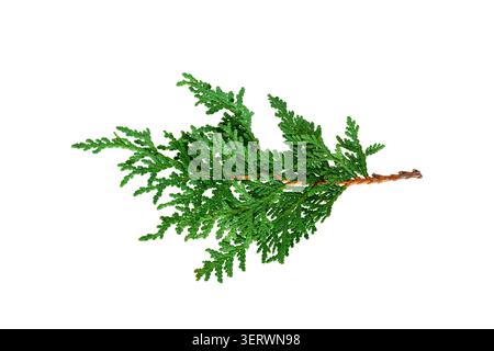 Green cedar fir branch decoration isolated cutout on white background Stock Photo