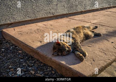 Cat outside on concrete in the evening sun Stock Photo