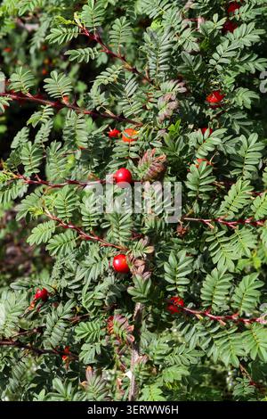 Silky Rose, Wingthorn Rose, Winged Thorn Rose or Barbed Wire Rose, Rosa sericea, Rosaceae.  Southwest China and northern India. Stock Photo