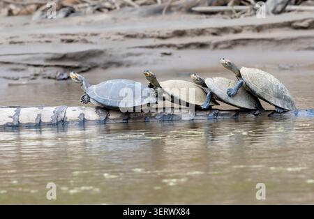 Yellow-spotted Amazon River Turtles (Podocnemis unifilis), getting rest on a fallen tree at Madre de Dios River, Peru Stock Photo