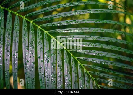 Green palm leaf with raindrops close up pattern Stock Photo