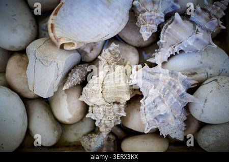 Seashells on pebbles Stock Photo
