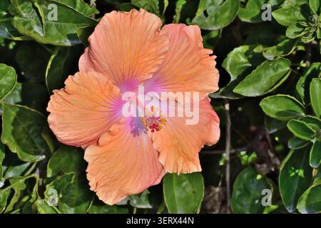 A vibrant hibiscus flower displays soft peach‑orange petals with a pink‑purple centre, its long stamen tipped with bright yellow anthers and red stigm Stock Photo