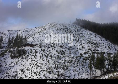 Snowy Slopes of a Winter Mountain Ridge Dotted with Young Conifers Under a Cloudy Sky Stock Photo