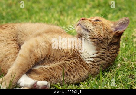 Orange tabby cat close-up with whiskers, showing a relaxed domestic pet lying outdoors in soft natural light. Stock Photo