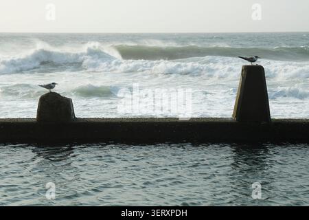 Sea birds sitting on tidal pool wall in stormy weather, Common Tern, Sterna hirundo, summer migrant bird to Durban, South Africa, birdlife, nature Stock Photo