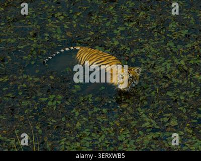 Aerial view of a tiger swimming through a pond covered in floating green leaves in Nepal. Stock Photo