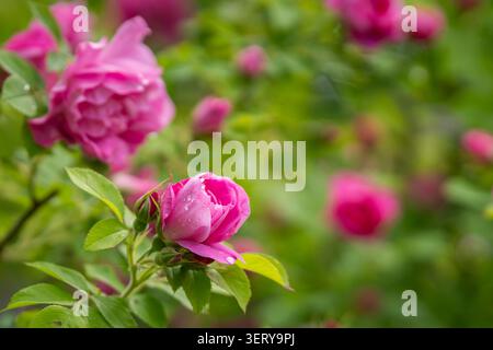 Bright pink Rugosa rose hybrid ‘Guna’ blooming among fresh green foliage, with partially opened buds and richly layered petals. Stock Photo
