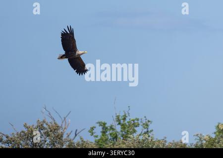 Seeadler, Flug, Flugbild, fliegend, See-Adler, Adler, Haliaeetus albicilla, White-tailed Eagle, eagle of the rain, sea grey eagle, erne, gray eagle, w Stock Photo