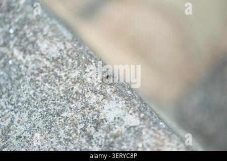 Single black ant walking on a rough concrete edge. The heavily blurred background provides excellent copy space for design projects. Stock Photo