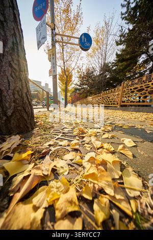 Created Using Golden ginkgo leaves create a romantic autumn scene on the campus of ...