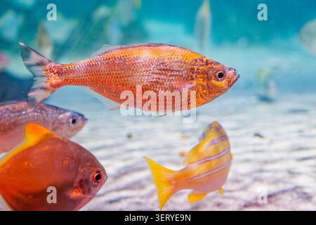 Vibrant orange fish drifts through the clear turquoise water above a sandy seabed Stock Photo