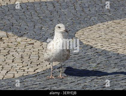 A young grown up seagull or goeland bird on the pavement in Lisbon, Portugal. The young seagulls are able to play with objects like parrots do. Stock Photo