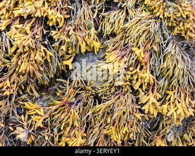 Channelled Wrack Seaweed (Pelvetia canaliculata) Creating a Dense Coastal Texture Stock Photo
