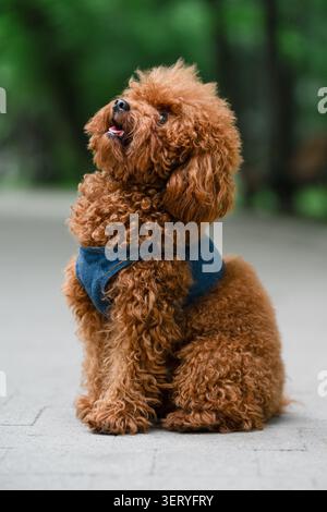 Vertical full body portrait of a funny domestic curly dog, veterinary and pet care concept. Cute red toy poodle dog in a blue vest sitting on a path a Stock Photo