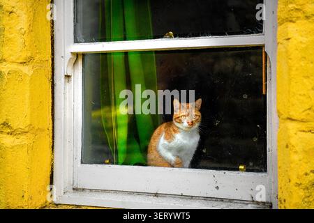 Curious ginger and white cat watching from a cottage window Stock Photo