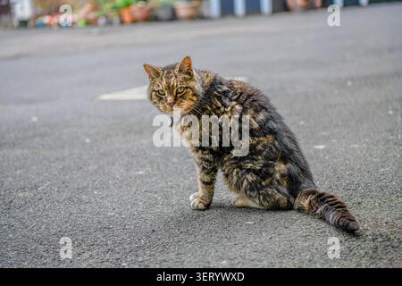 Weathered tabby cat resting on a quiet village street Stock Photo