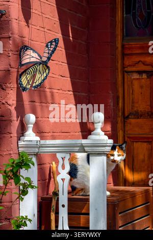 Curious calico cat beneath a butterfly decoration Stock Photo
