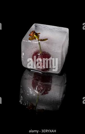 A cherry is trapped in a large ice cube, with reflection on the shiny black background below Stock Photo