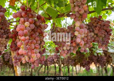 Ripe Red Grapes Hanging on Vines in a Vineyard Stock Photo