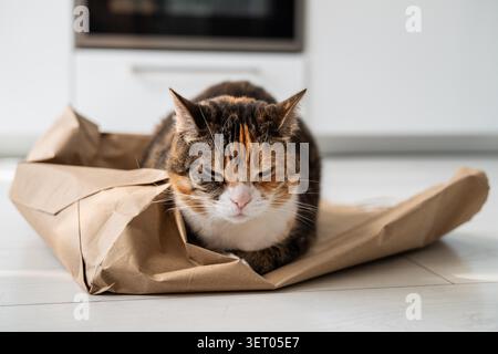 Relaxed sleepy domestic cat taking daily nap on paper bag in kitchen after playing whole day, tranquil calico kitty in cat loaf pose quietly resting on shopping bag at home, pet comfortably dreaming. Stock Photo