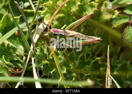 Meadow Grasshopper "chorthippus parallelus" showing a rare genetic mutation known as erythrism.This causes an excess of red pigmentation on the body. Stock Photo