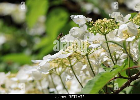 Close-up of a hoverfly on a flower in Ordino, Andorra Stock Photo