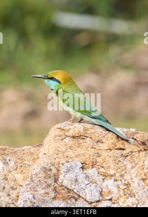 Green Bee-eater Perched on Rock with Warm Dawn Light Stock Photo
