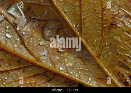 Dewdrops sit on the surface of brown leaves revealing their textures after rainfall in a natural setting. Stock Photo