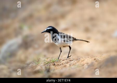 White-browed Wagtail Walking on Ground in Daylight Stock Photo