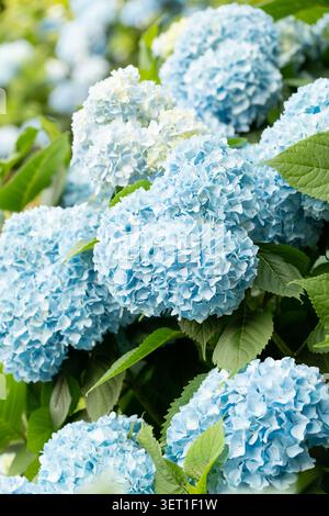 Ornamental large blue hydrangea flowers in lush summer garden Stock Photo