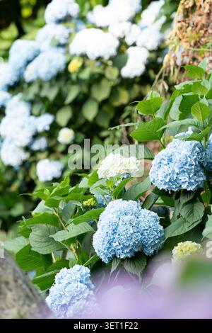 Ornamental large blue hydrangea flowers in lush summer garden Stock Photo