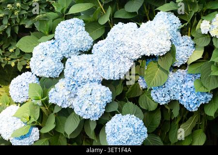 Ornamental large blue hydrangea flowers in lush summer garden Stock Photo