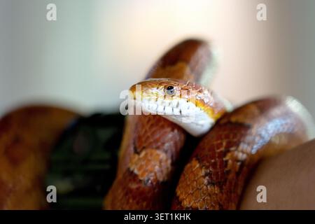 A detailed profile shot of a brown and orange corn snake intricately coiled up. The image highlights its distinct white chin, black eyes, and patterne Stock Photo