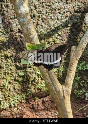 A beautiful black swallowtail butterfly with white and red markings resting gracefully on a thin tree branch, set against a rustic, moss-covered stone Stock Photo
