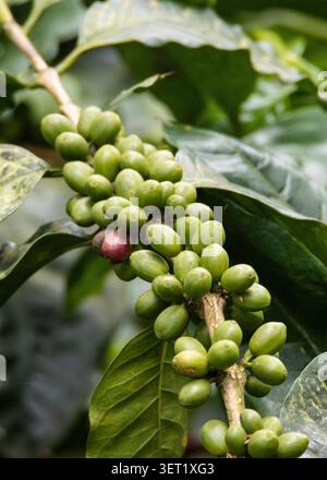 Close up view of coffee beans or coffee fruits or coffee cherries Stock Photo