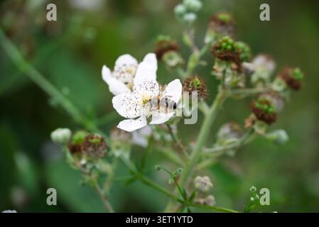 A bee on a white flower with brown stamens Green foliage and unripe berries are visible Garden Stock Photo