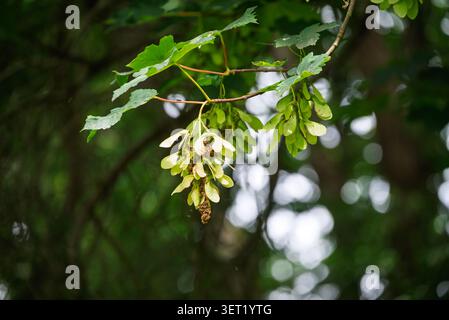 Green maple leaves and samaras hang from a branch a small dark insect rests on a stem blurred green background Forest Stock Photo
