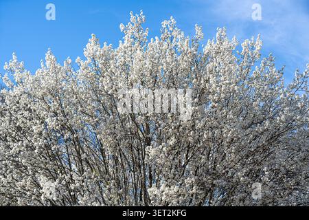 White spring blossoms on a Bradford (Callery) pear tree in Metro Atlanta, Georgia. (USA) Stock Photo