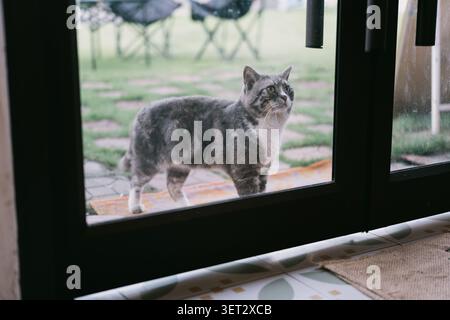Gray tabby cat standing outside a glass door in a suburban garden, viewed from inside a home in the Stock Photo