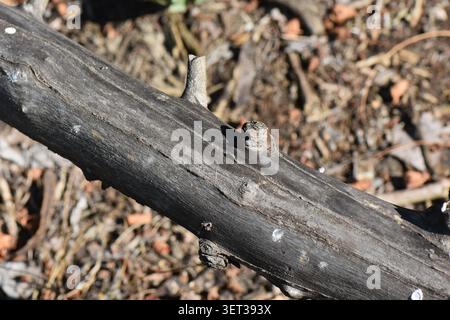 Wooden log on the ground in the forest, close-up Stock Photo