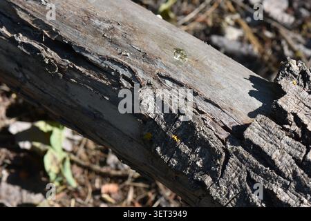 Wooden log on the ground in the forest, close-up Stock Photo