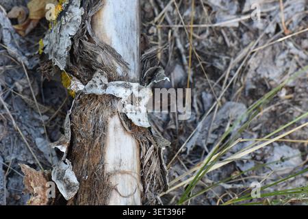 Wooden log on the ground in the forest, close-up Stock Photo