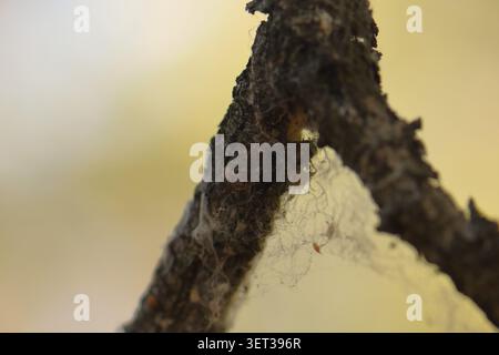 Wooden log on the ground in the forest, close-up Stock Photo