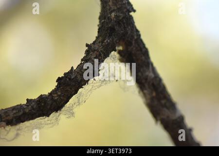 Wooden log on the ground in the forest, close-up Stock Photo