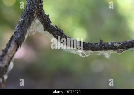 Wooden log on the ground in the forest, close-up Stock Photo