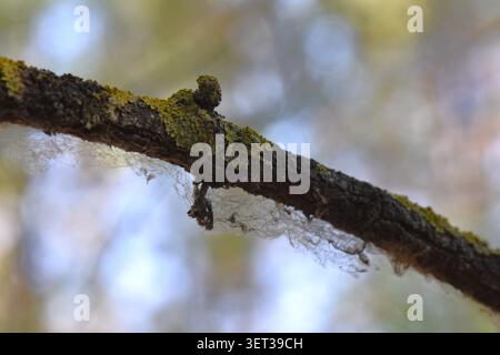 Wooden log on the ground in the forest, close-up Stock Photo