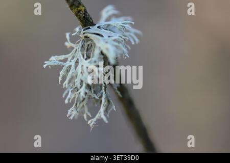 Wooden log on the ground in the forest, close-up Stock Photo