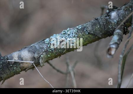 Wooden log on the ground in the forest, close-up Stock Photo