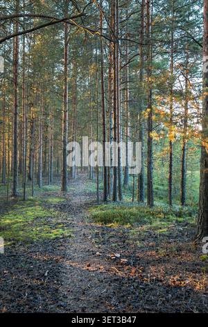 Walking narrow path through autumn forest with rows of pines standing tall among winding trail Stock Photo